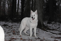 Meucci mit 6 Monaten